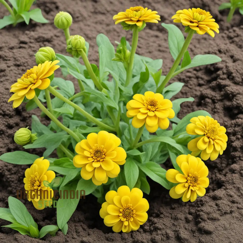 Sky Blue Yellow Zinnia Seeds Colorful Blooms Galore: Assortment For Your Garden Delight Annuals