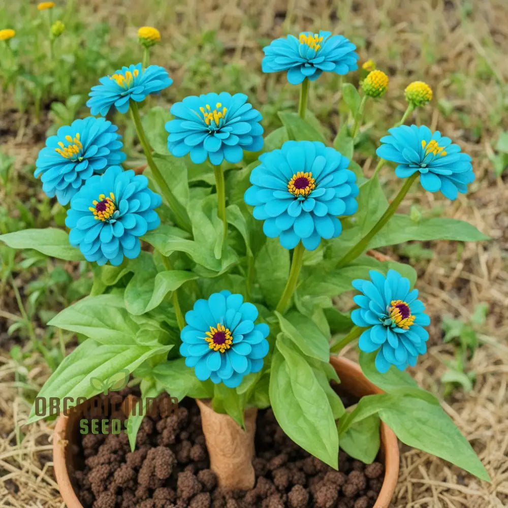 Sky Blue Yellow Zinnia Seeds Colorful Blooms Galore: Assortment For Your Garden Delight Annuals