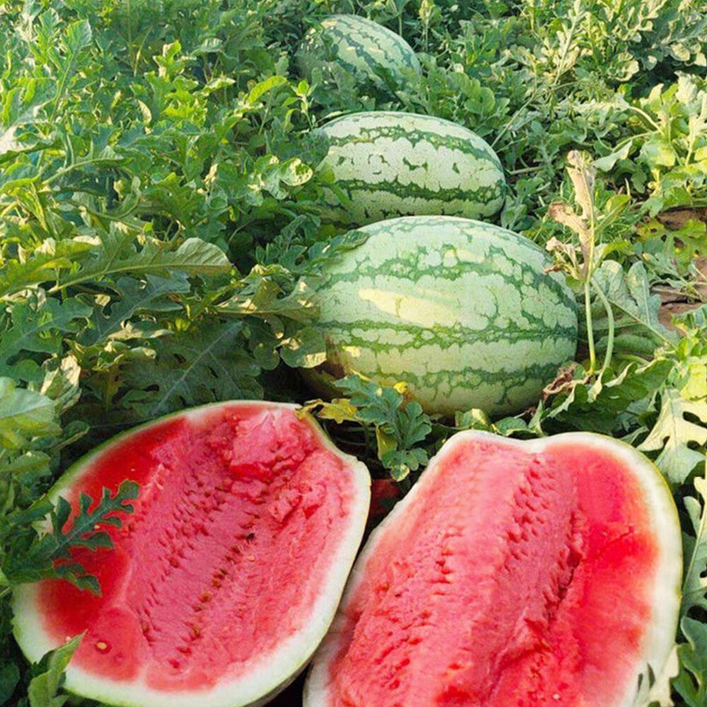 Sliced Watermelon Showing Bright Red Sweet Flesh