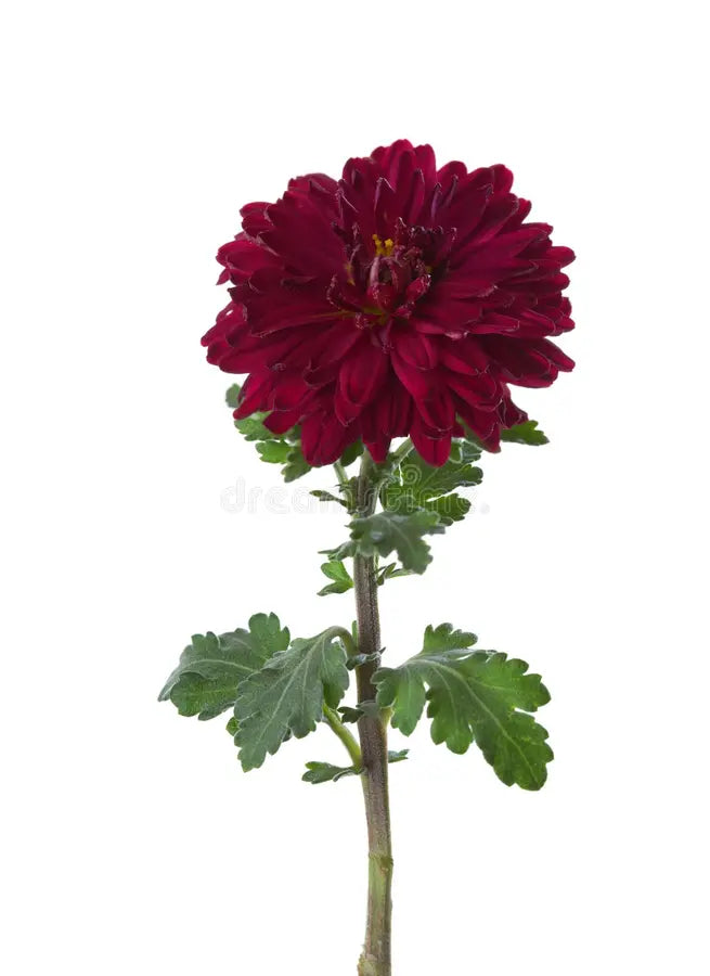 Semi di Fiore di Aster Borgogna, Fioriture Ricche e Vellutate, Facili da Coltivare, Non OGM