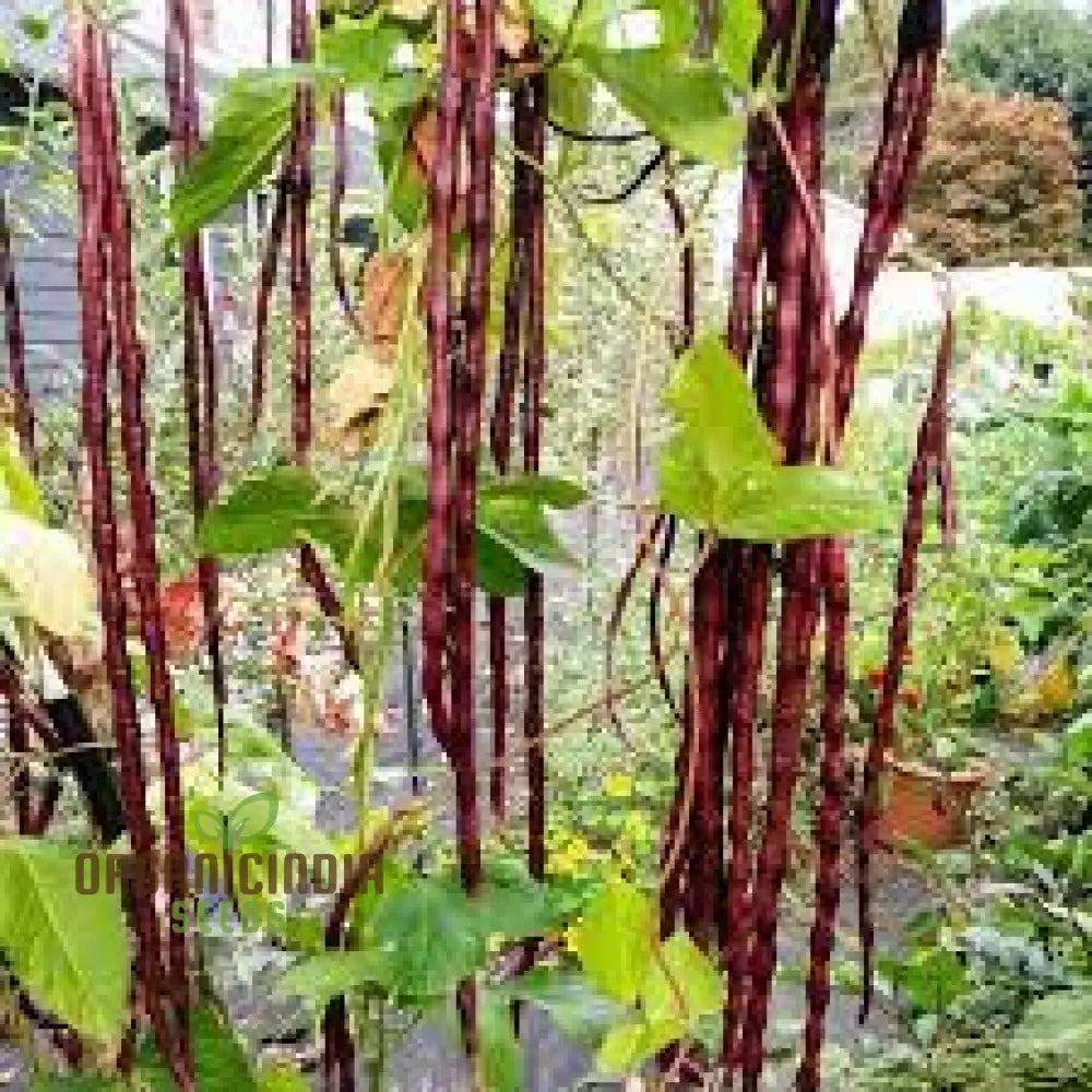 Dwarf Snake Bean Burgundy Seeds for Planting, Long Bean Seeds