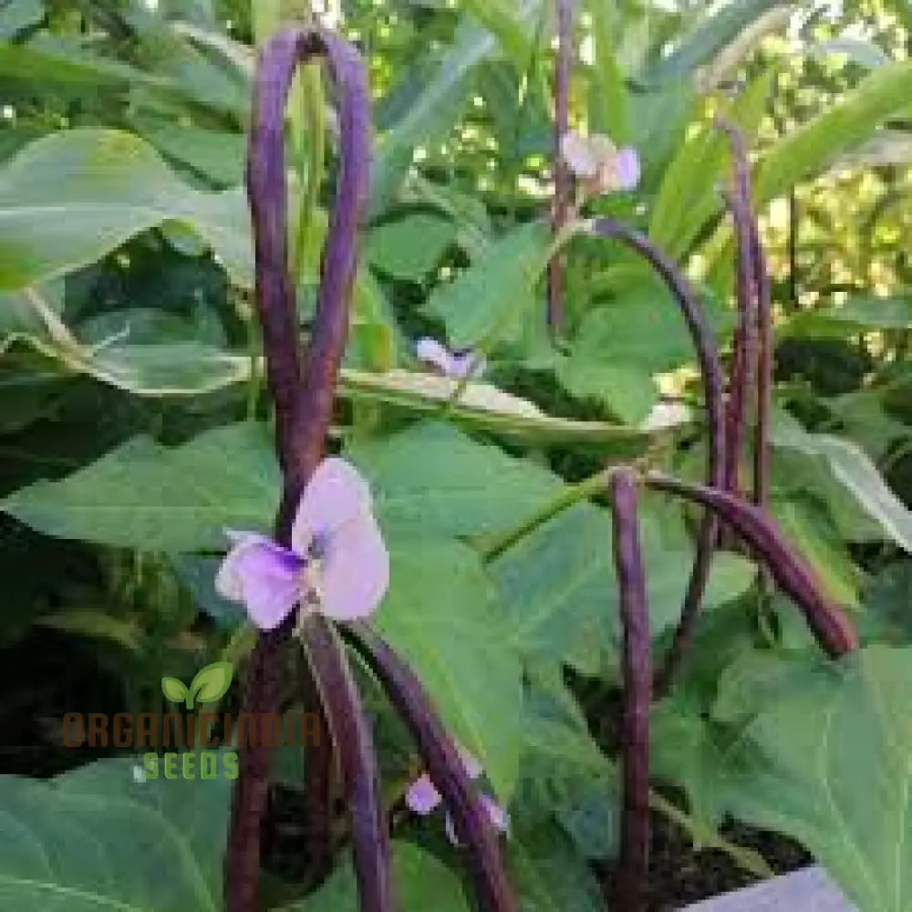 Compact Dwarf Snake Bean Burgundy Plant from Seeds, Container Gardening Beans