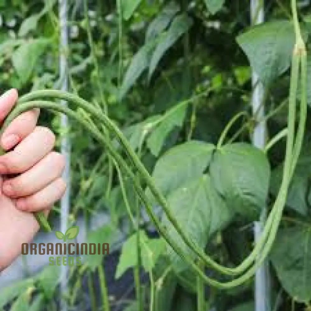 Red Dragon Snake Bean Plant with Long Pods, Climbing Bean Variety