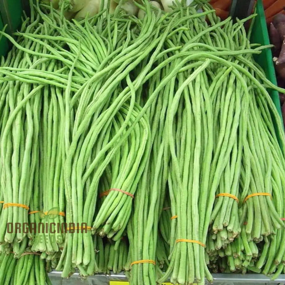 Red Dragon Snake Bean Seeds for Planting, Long Bean Seeds