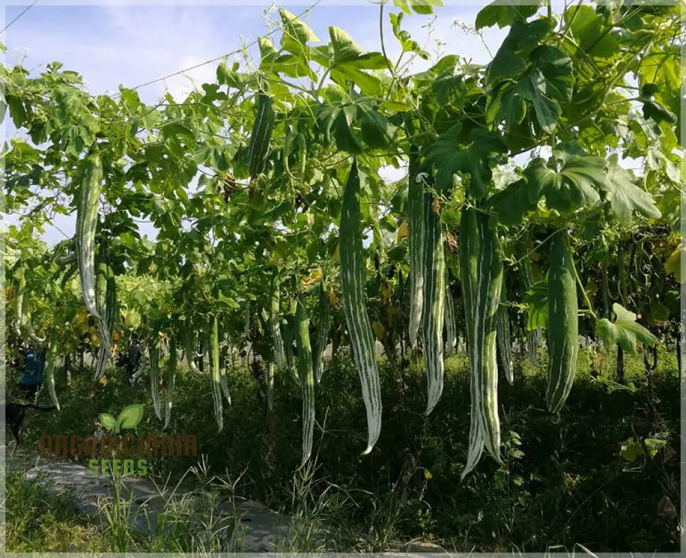 Harvested Green Snake Gourds from Seeds, Fresh and Nutritious Vegetables