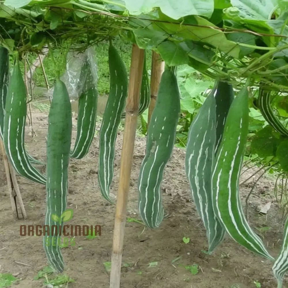 Mature Green Snake Gourd Plant from Seeds, Vigorous Climbing Vegetable Vine