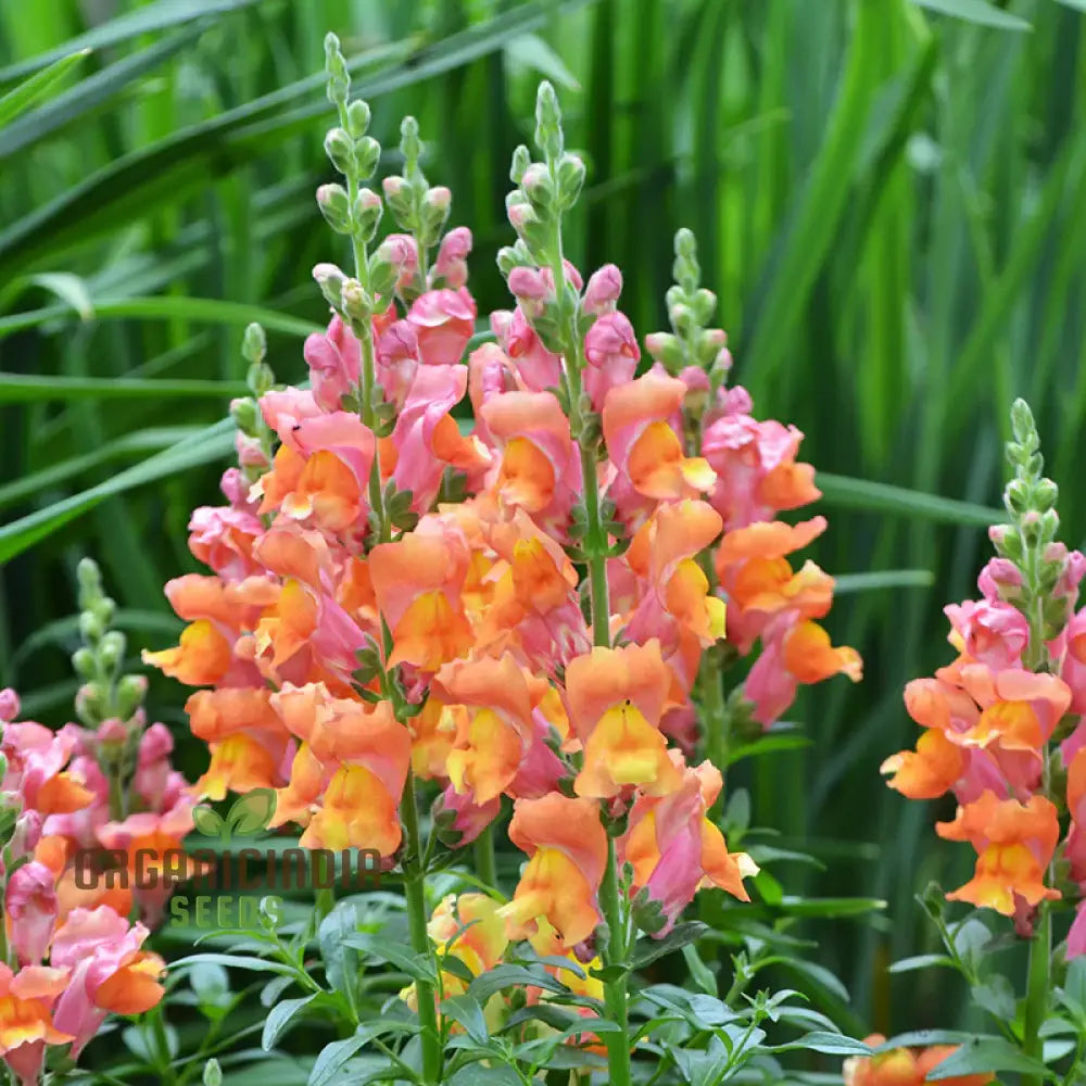 Snapdragon Antirrhinum Majus Seeds Maximum Mix for Colorful Garden Blooms