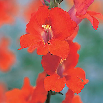 Bright Orange Snapdragon Flower Seeds – Vibrant, Fiery Blooms for Gardens
