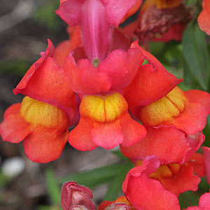 Bi-Color Orange & Yellow Snapdragon Flower Seeds – Vivid Two-Tone Blooms
