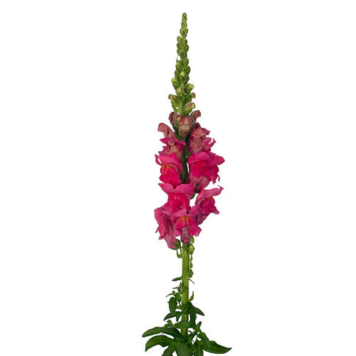 Bright Pink Snapdragon Flower Seeds,Vivid & Eye-Catching Blooms