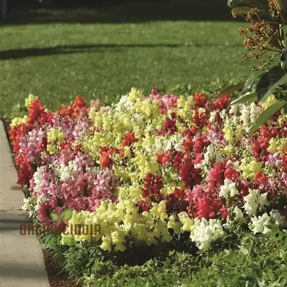 Snapdragon Snapshot Mix seeds for planting colorful garden plants