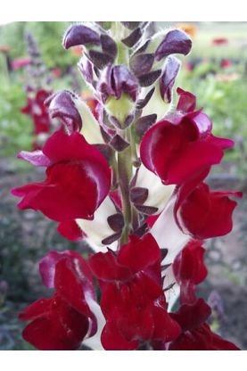 Chocolate Brown Snapdragon Flower Seeds – Rare & Elegant Blooms for Gardens