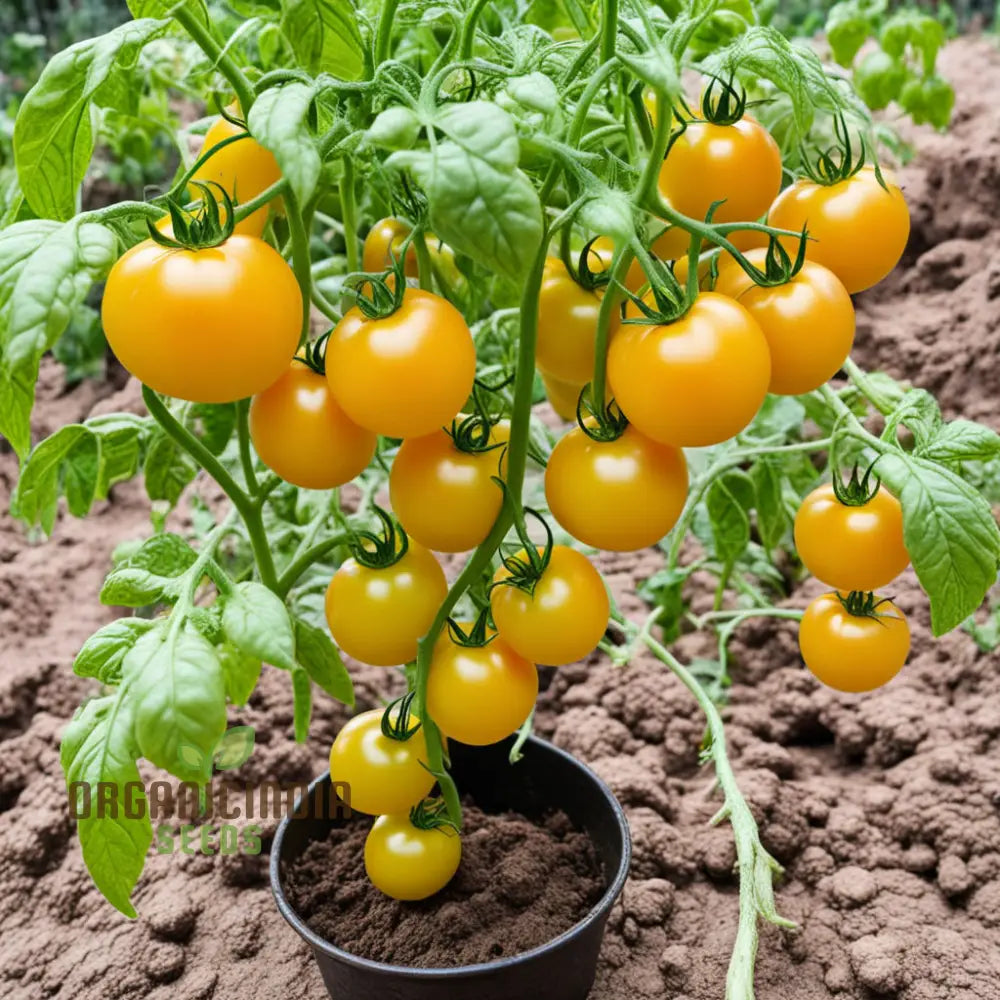 Snow Wonder Tomato Seeds for Planting, Non-GMO Premium Tomato Variety