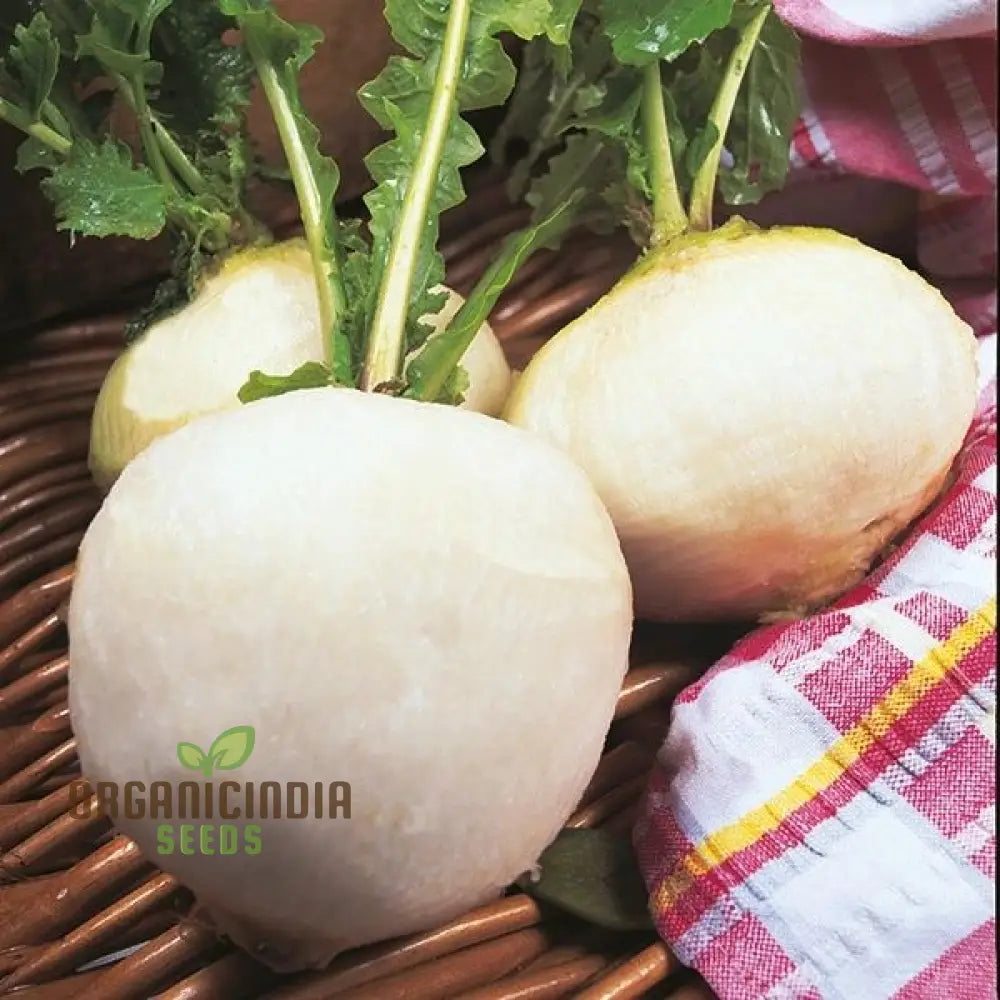 White Snowball turnip roots grown from high-quality seeds