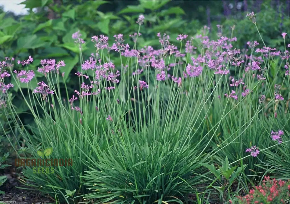 Society Garlic Seeds Thriving in Full Sun Garden Conditions