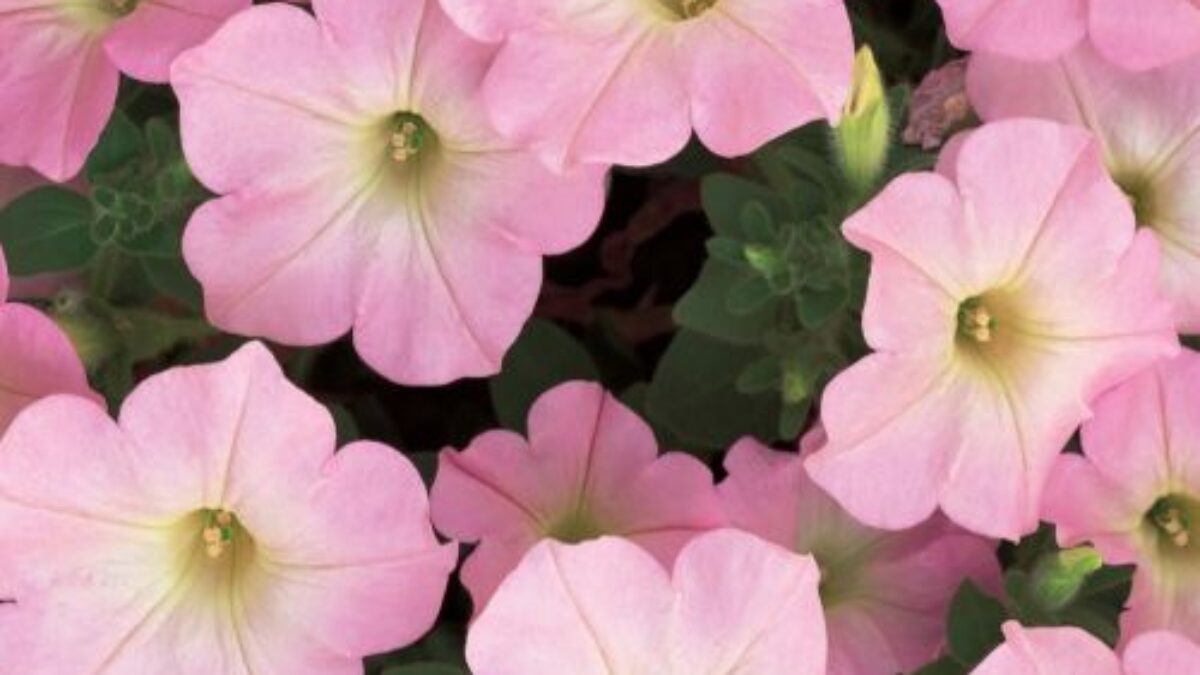 Soft Pink Petunia Seeds for Bright Landscape Color and Borders