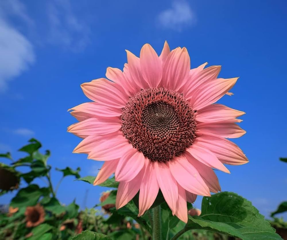 Soft pink sunflower blooms in garden