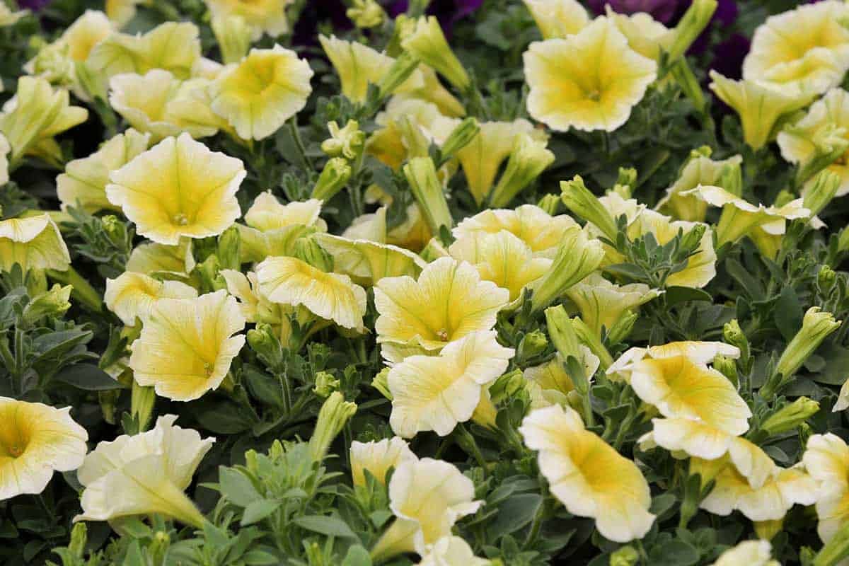 Soft Yellow Petunia Seeds for Easy Garden Planting
