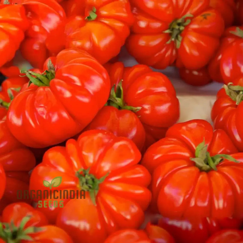 Solanum Integrifolium Plant with Decorative Orange Fruits
