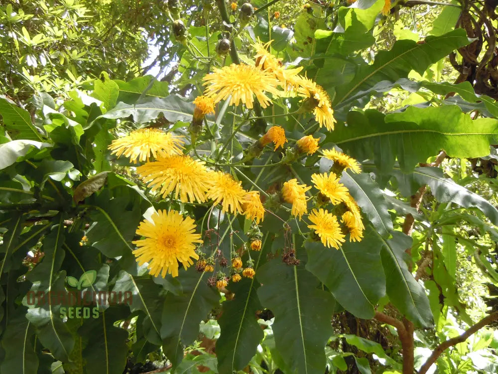 Sonchus fruticosus seeds hardy perennial seeds for gardens