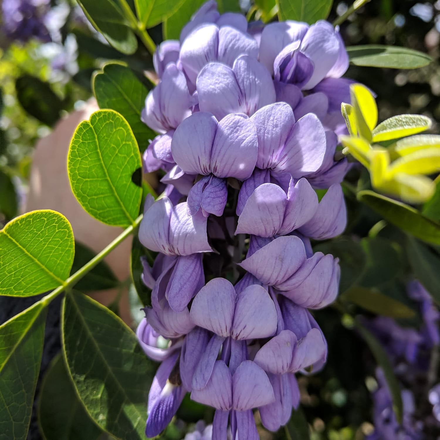 Texas Mountain Laurel Tree Growing in Landscape Garden