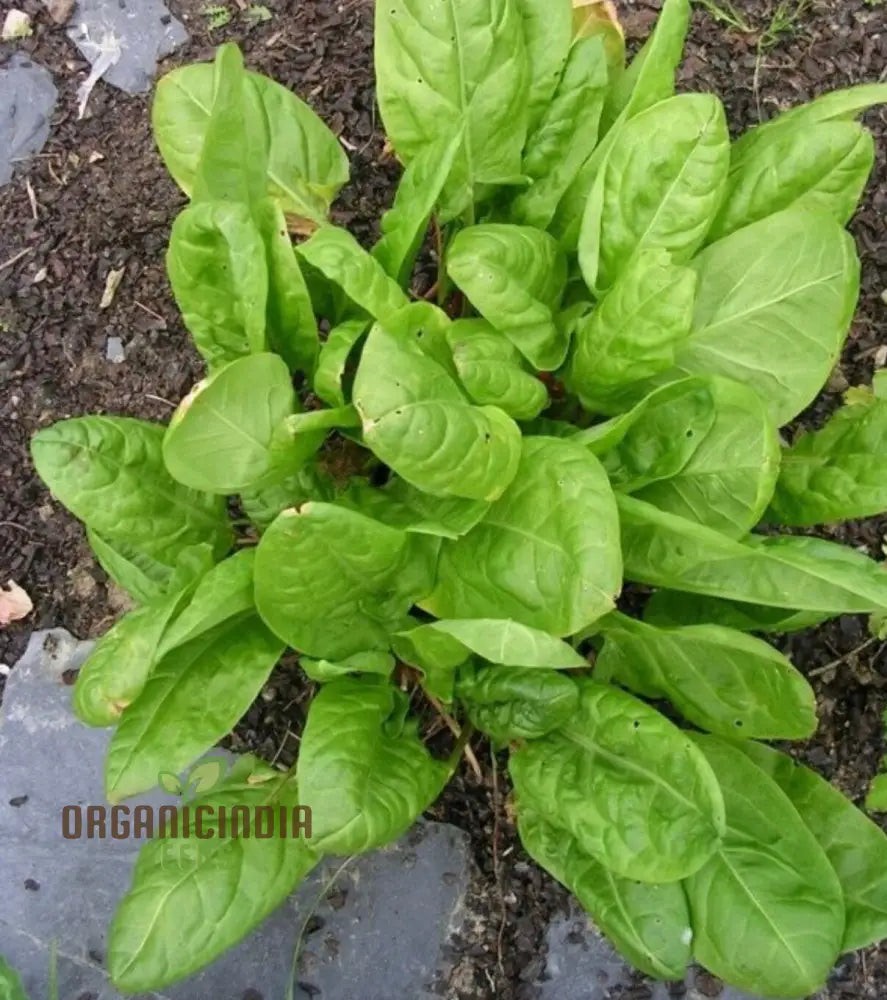 Sorrel French Green De Belleville Seeds for Planting Nutritious Leafy Herb