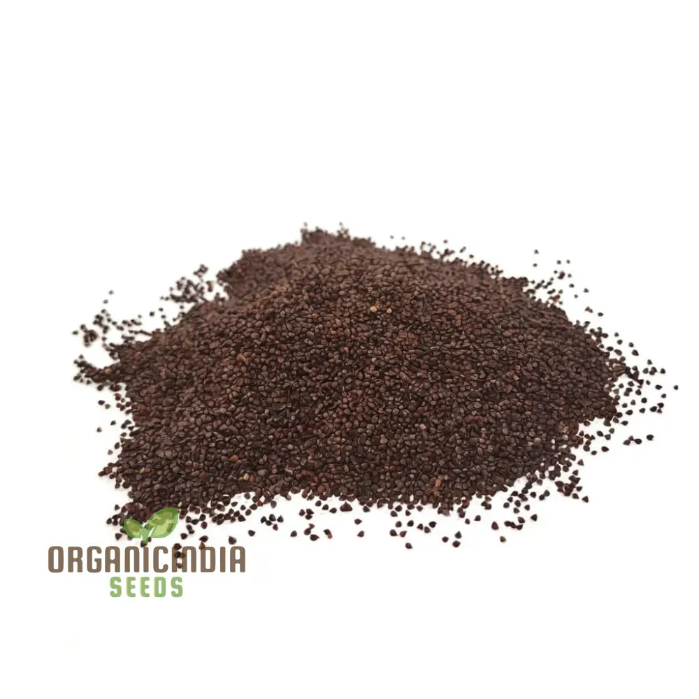 Fresh Red Veined Sorrel Leaves Closeup from Seeds, Nutritional Culinary Herb