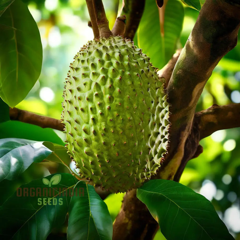Soursop plant grown from seeds in pots and tropical gardens