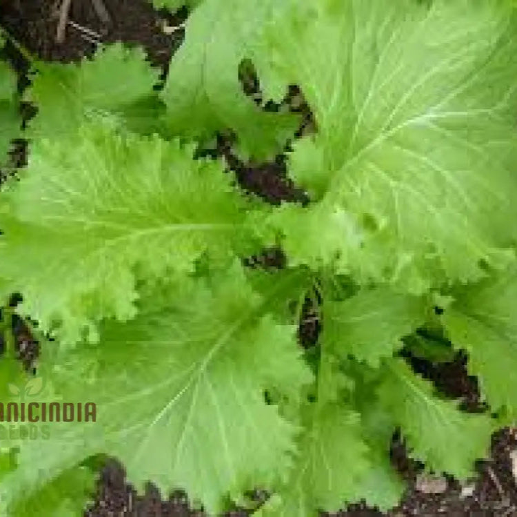 Southern Giant Curled Mustard Seeds for Home Garden, Easy-to-Grow Leafy Greens