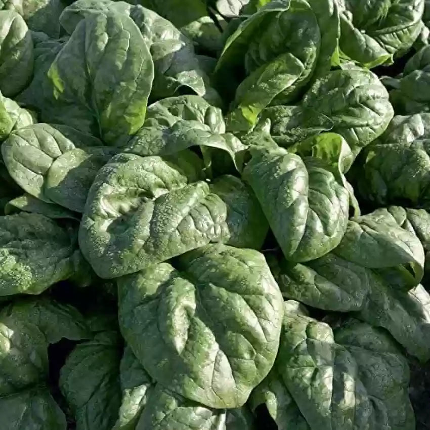 Mature Space Spinach Plant with Dark Green, Nutrient-Rich Leaves from Seeds