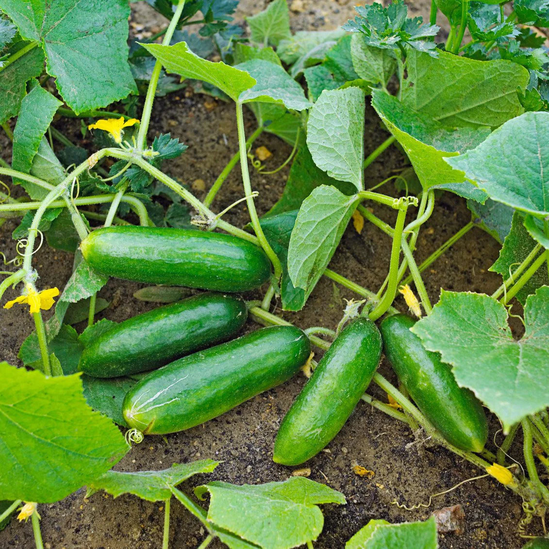 Spacemaster 80 Cucumber Seeds for Planting, Compact High-Yield Heirloom Variety
