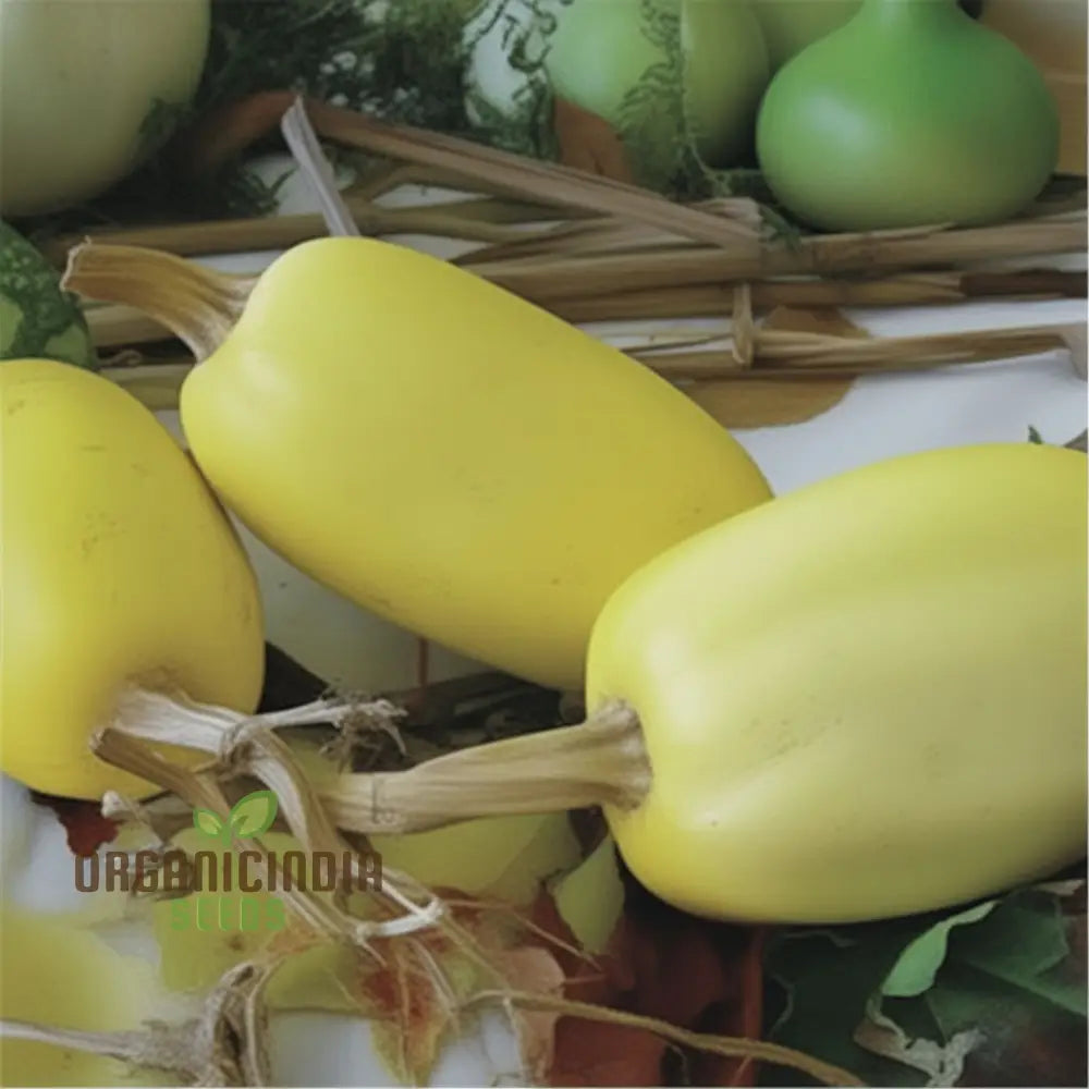 Spaghetti squash vines grown from seeds in home garden