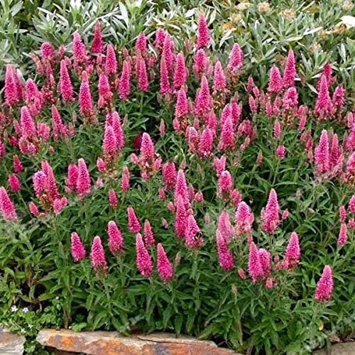 Pink Perennial Speedwell Seeds for Long-Lasting Blooms