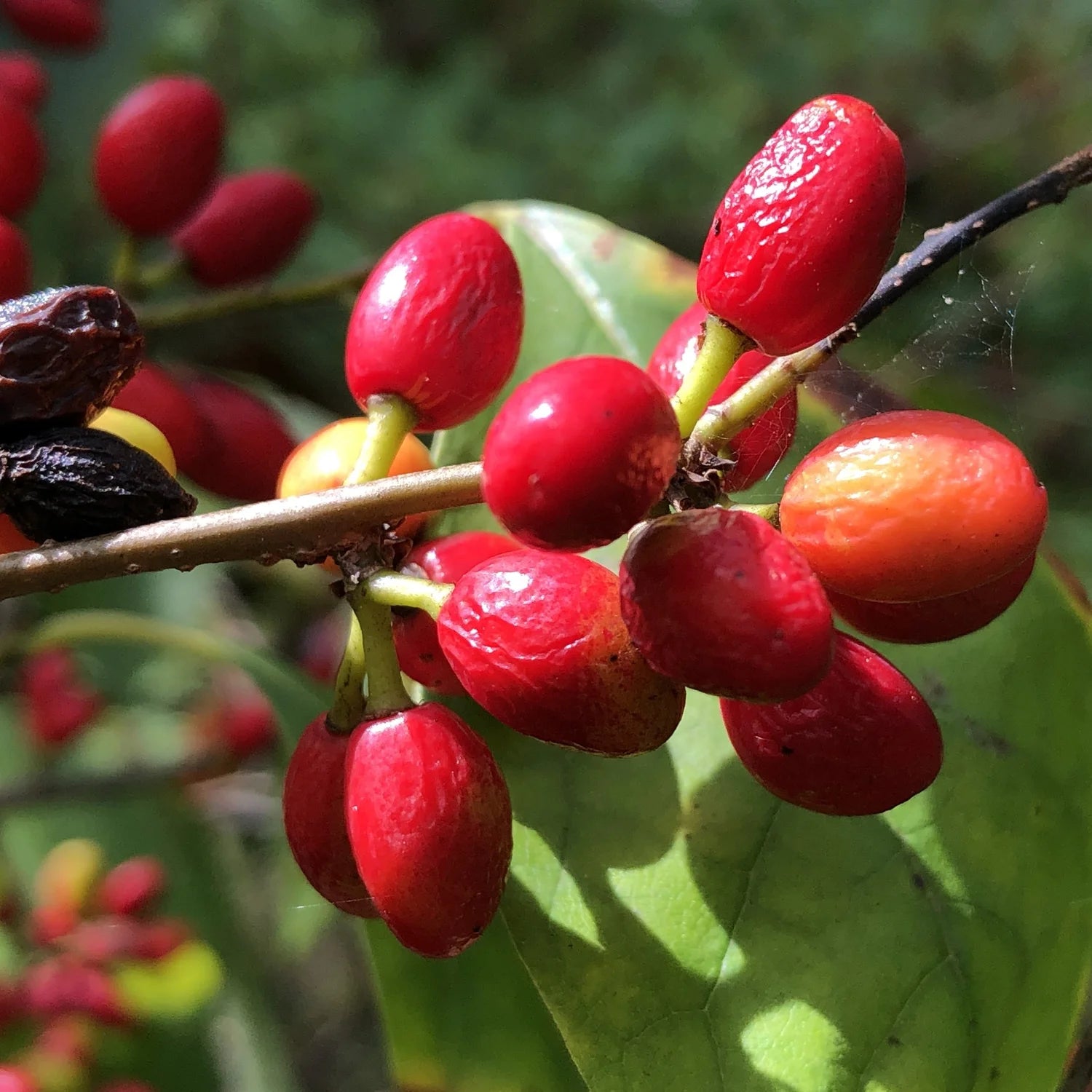 Bright Red Berries on Spicebush Branch