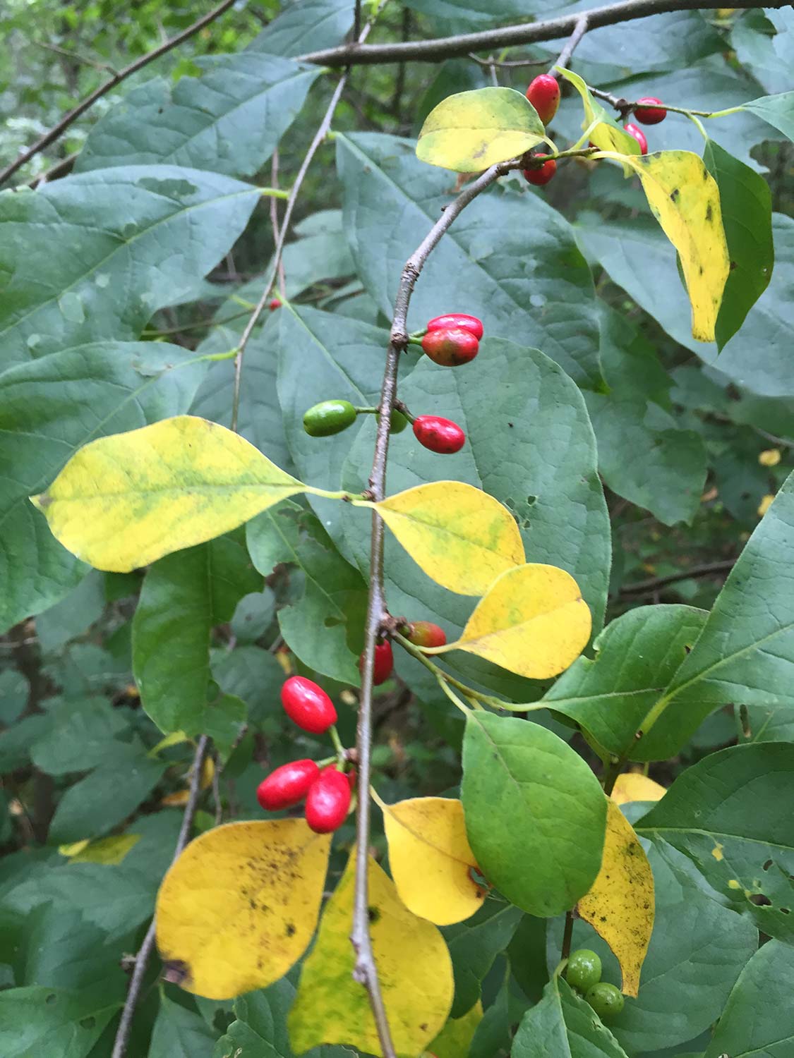 Spicebush Growing in Shaded Woodland Garden
