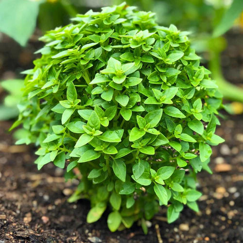 Spicy Globe Basil Seeds Heirloom Non-GMO for Culinary Use