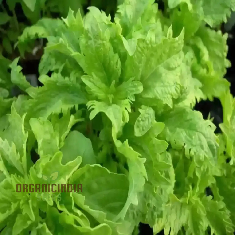 Spicy Sabre Basil Seeds for Planting with Aromatic Culinary Leaves