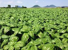 Spicy Sabre Basil Seeds for Culinary Herb Gardening