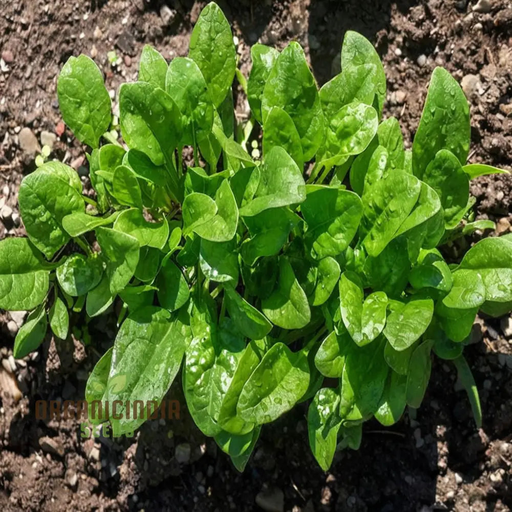 Spinach F1 Harp Vegetable Seeds High-Yield Disease-Resistant Fast-Growing Ideal For Home Gardens