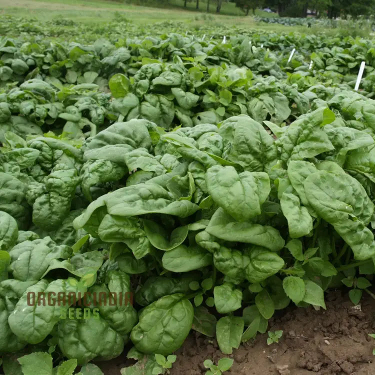 Fresh Giant Winter Spinach Leaves, Homegrown Nutritious Greens