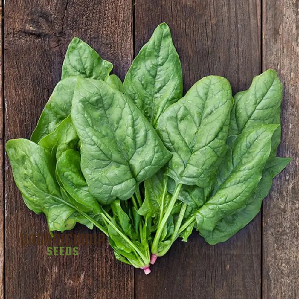 Giant Winter Spinach Seedlings Growing from Seeds, Cold Hardy Greens