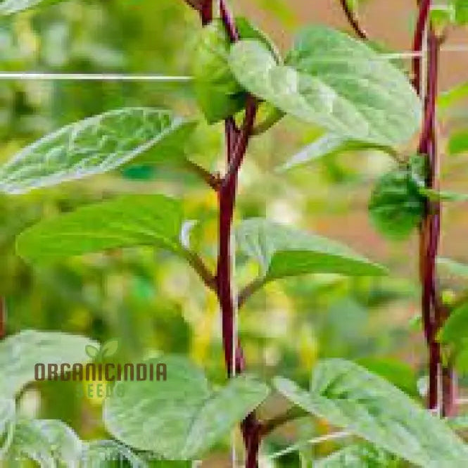 Spinach - Malabar (Ceylon) Red Seeds For Planting And Gardening