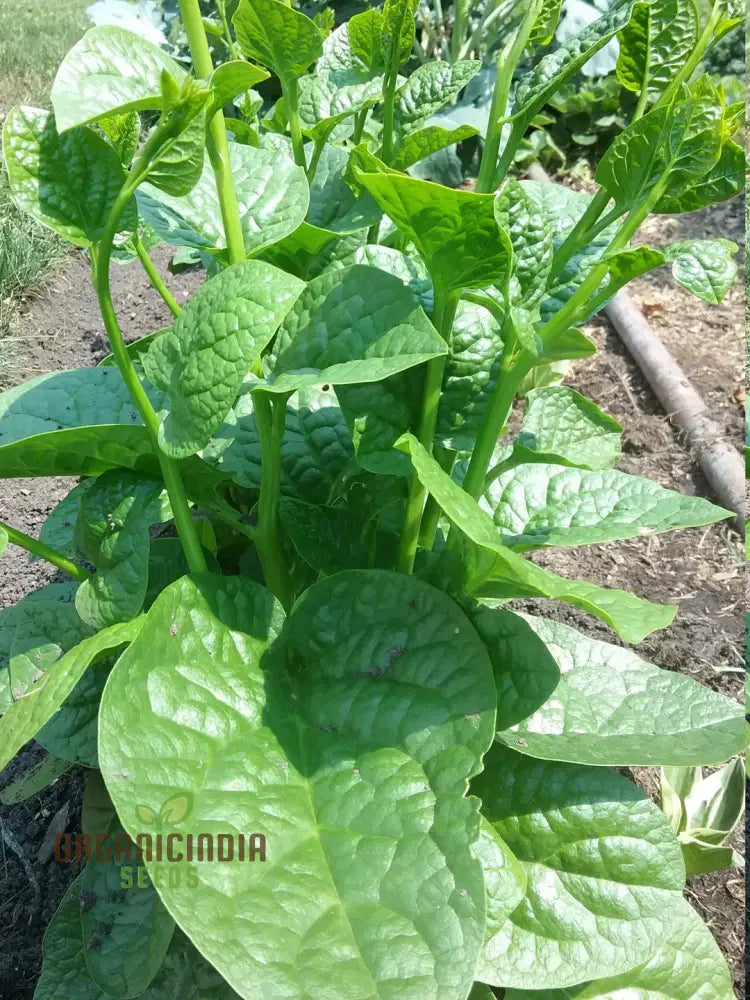 Malabar Green Spinach Vine Climbing on Trellis from Seeds