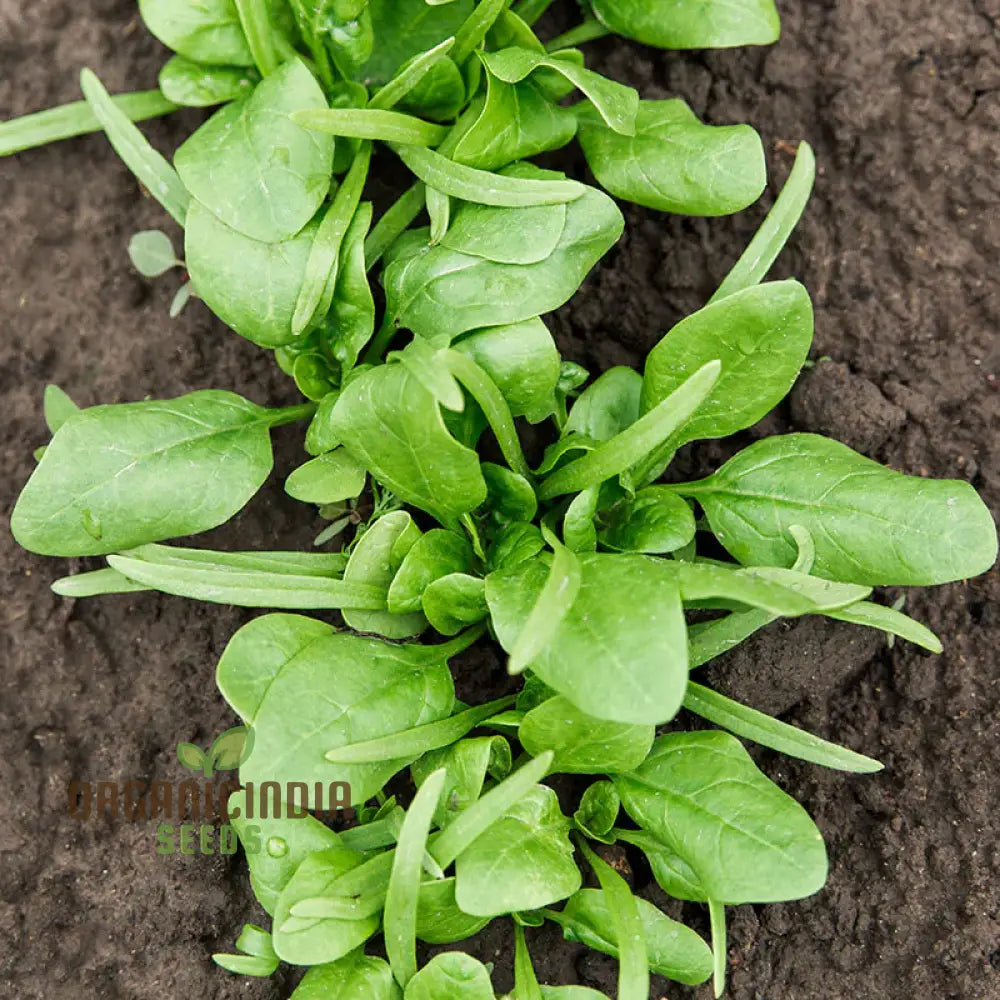 Mature Spinach Medania Plant from Seeds, Fresh Homegrown Leafy Greens