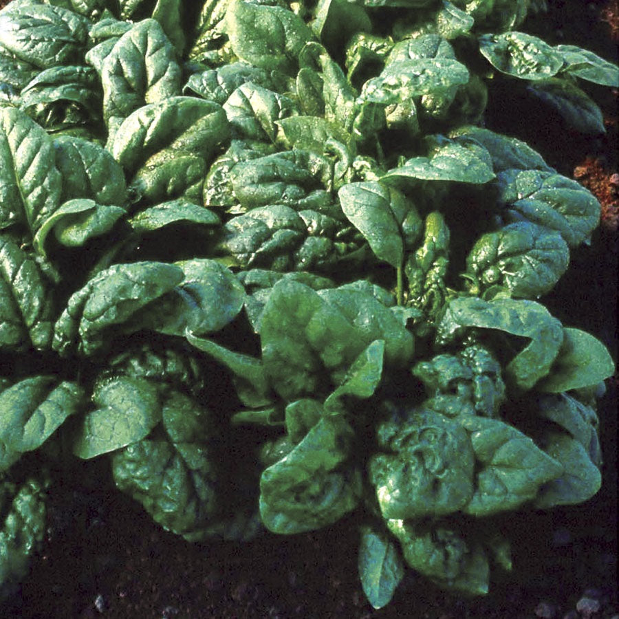 Tyee Spinach Seeds for Home Garden, Heirloom Leafy Green Seeds