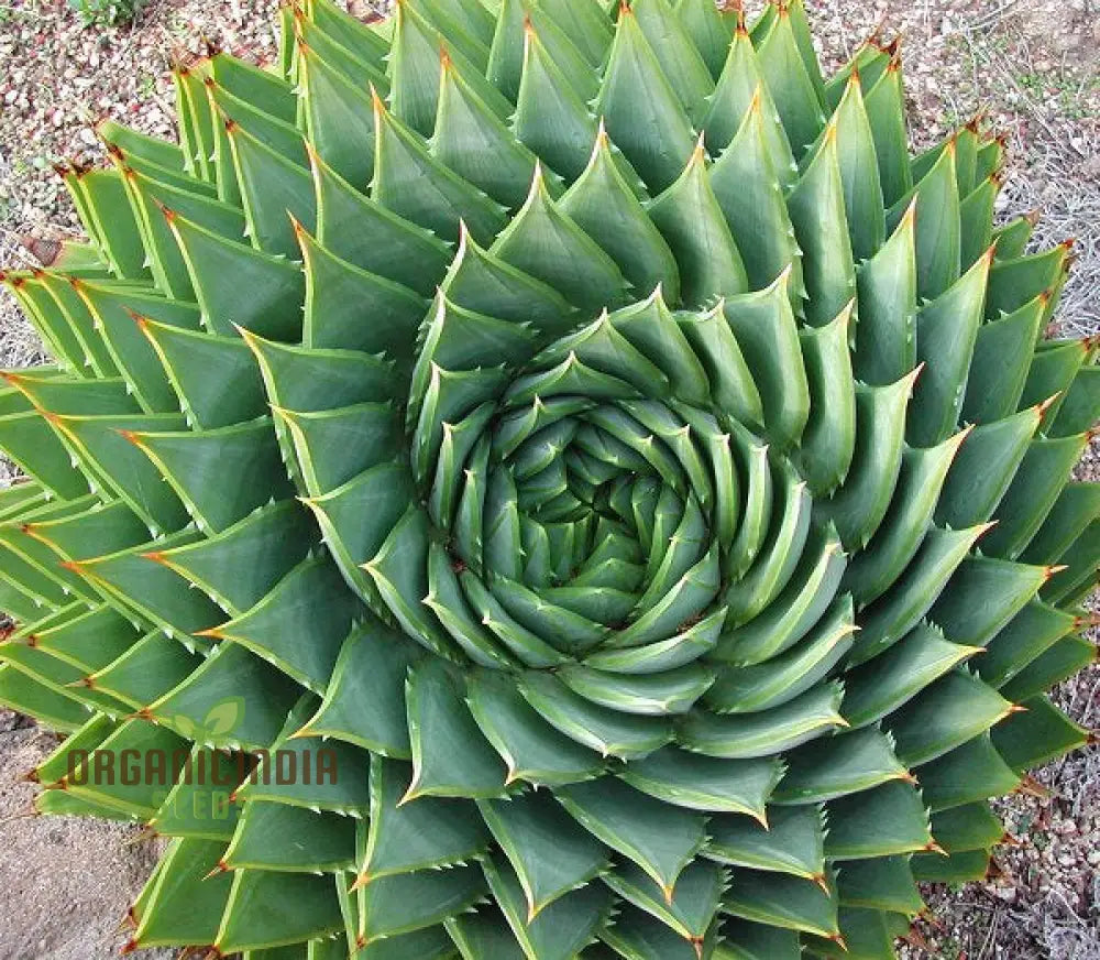 Spiral Aloe plant growing in a pot