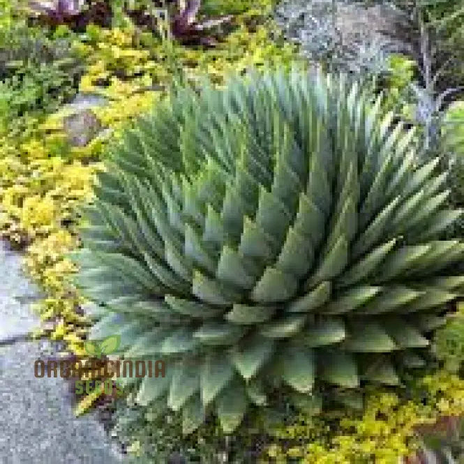 Spiral Aloe Seeds (Aloe Polyphylla Cactus) Ultimate Guide For Planting And Growing Your Own Unique
