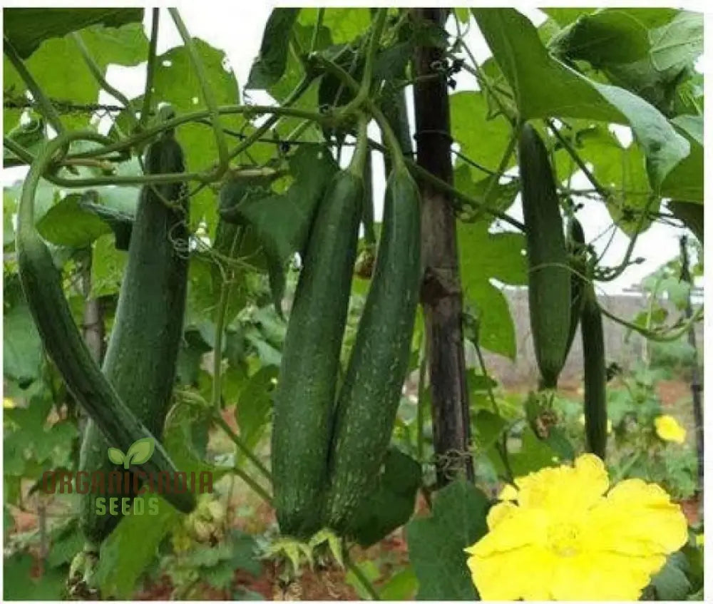Fresh Tender Sponge Gourds from Seeds, Homegrown Vegetable Garden