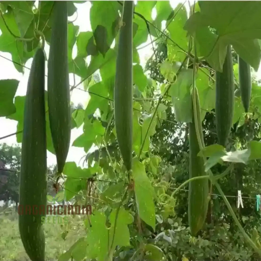 Mature Desi Bunching Sweet Sponge Gourd Plant from Seeds, Climbing Vine Vegetable