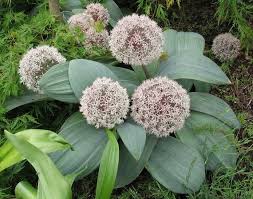 Spring-Blooming Allium Karataviense Seeds for Decorative Planting